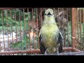 Cipoh Gacor Mental Tak Diragukan Lagi Mp3 - Mp4 Download