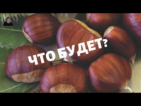 Что будет если/  Всегда носить ПЛОДЫ КАШТАНОВ в СУМОЧКЕ и в КАРМАНАХ/ А ты знал?