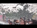 東京・台東区　上野公園の桜吹雪　2019年4月5日　cherry blossoms blizzard in Ueno Park, Tokyo