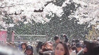 東京・台東区　上野公園の桜吹雪　2019年4月5日　cherry blossoms blizzard in Ueno Park, Tokyo