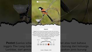 Pentet | Long-tailed Shrike | Cendet