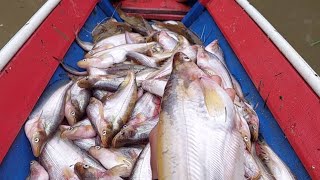 Kembali panen lagi ikan lais jumbo