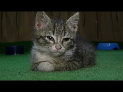 Top Kids - \"Fauna Land-ში\" კატების გამოფენა მოეწყო