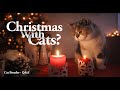 Your Cat May Not Be Safe During Christmas (Here’s Why) | Cat Breeder Q&A