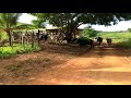 Vacas e Bezerros Chegando no Curral Para a Ordenhar e Amamentar. Seção Berração.