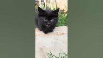 meowing kitten to attract cats