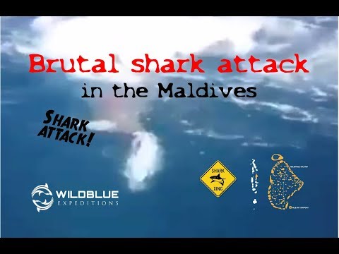 Brutal shark attack in the Maldives