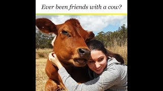 Did You Ever Hug A Cow?