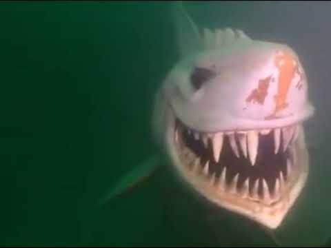 A terrifying underwater shark statue at Lake Neuch