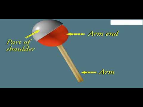 Socket Insect What Is The Ball And Socket Joint For Insects