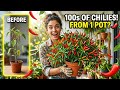 How To Grow Chili Plants In Pots At Home 🌶️ (100% Working Method)