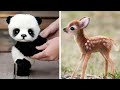 10 Cutest Baby Animals of All Time