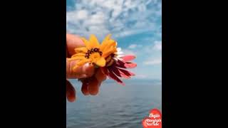 Yakarim Geceleri - Koray Avcı Durum Videoları