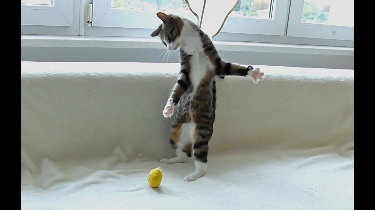 Crazy Cat Attacks E9 85 94 E6 8b B3 Ef Bc 9f E4 Ba 88 E6 B8 Ac E4 B8 8d E8 83 Bd E3 81 Aa E3 83 8d E3 82 B3 E3 81 Ae E8 A1 8c E5 8b 95 E3 81 8c E7 Ac 91 E3 81 88 E3 82 8b Crazy Cat Attacks E9 85 94 E6 8b B3 Ef Bc 9f E4 Ba 88 E6 B8 Ac E4 B8 8d E8 83 Bd E3 81 Aa E3 83 8d E3 82 B3 E3 81 Ae E8 A1 8c E5 8b 95 E3 81 8c E7 Ac 91 E3 81 88 E3 82 8b