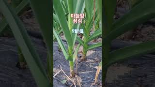 마늘을 크게 하려면 #마늘비대시기#송산포도늘봄농장