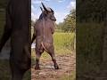 This buffalo is michael jackson🔥🤩 #funny #anime #ai #love #children #comedy #dance #youtubeshorts