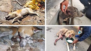 Fairy Tale Has Come True For These Terribly Injured Elderly Street Dogs...