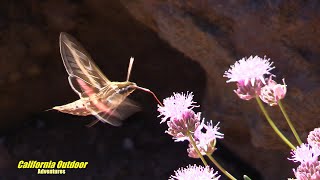 The White-lined sphinx