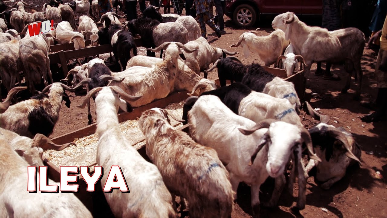 Odun ILEYA Celebration 2023 Ram Market Others YouTube Odun ILEYA Celebration 2023 Ram Market Others YouTube