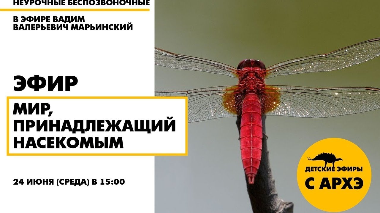 Детский эфир "Мир, принадлежащий насекомым"|рубрика "Неурочные беспозвоночные" от Вадима Марьинского