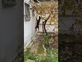 شاهد كلب خطير يريد اقتحام منزل به عائلة نباح الكلاب