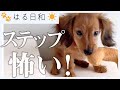 ダックスの子犬にドッグステップを購入してみた！【カニンヘンダックス】