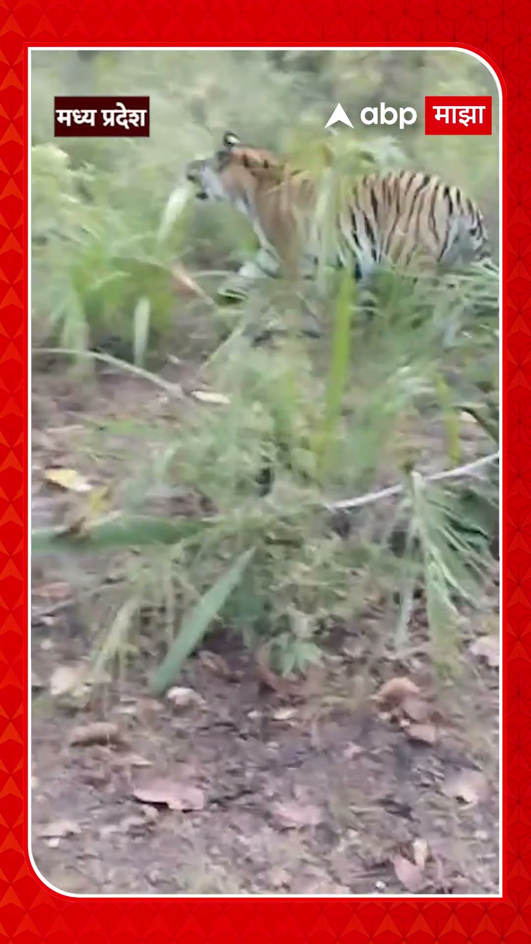 Tiger Attack : हल्ला करण्यासाठी वाघ धावला, गाईडने आवाज करताच पळून गेला...