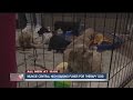 Muncie Central High School raising funds for therapy dog Muncie Central High School raising funds for therapy dog