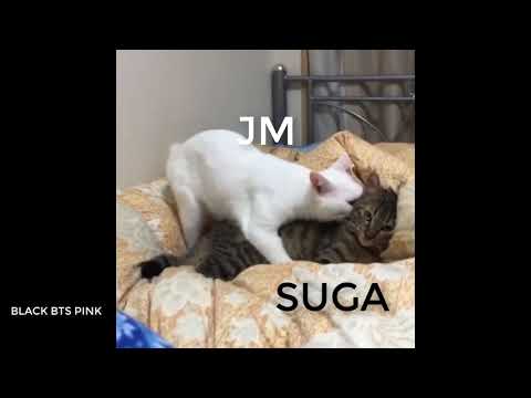 bts-as-animals-funny-vines