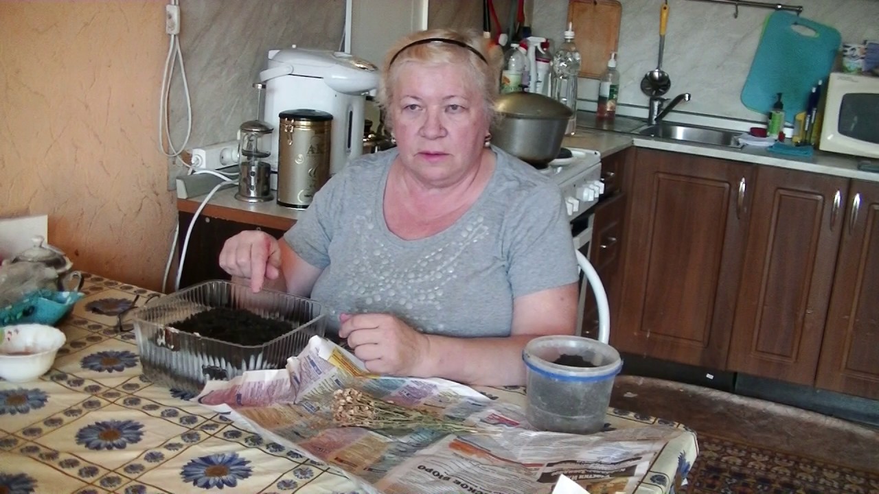 Посадка однолетней хризантемы на рассаду