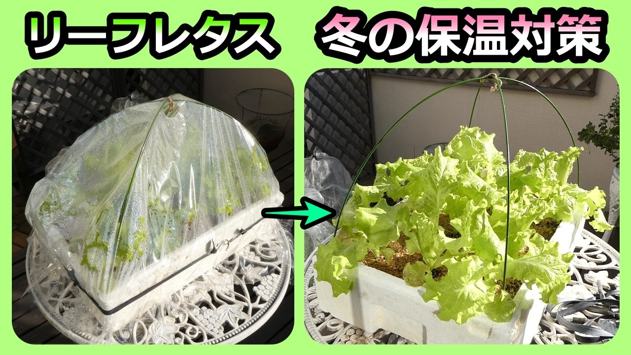 【リーフレタス】11月～4月の半年間 採れる方法  家庭菜園33年目
