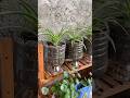 You can pick up waste many bottles handmade turned into pots flower. It’s really beautiful #shorts