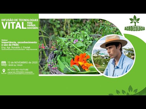Vídeo: Porophyllum Linaria Informações: Um Guia Para Cultivar Ervas Pepicha