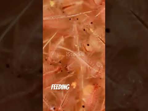 Antarctic Krill Swarms From Space 