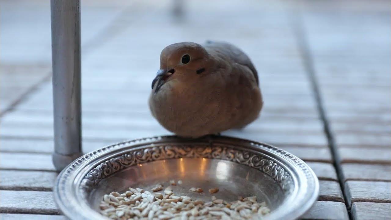 mourning dove pecking at sunflower seeds YouTube