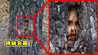 被樹木包裹的神秘女郎！警察在樹上發現了不該有人看到的東西！揭示了驚人的真相！