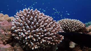 Red Sea Deep South