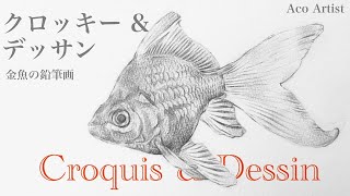 メイキング】金魚のクロッキー＆デッサン／鉛筆画 - YouTube