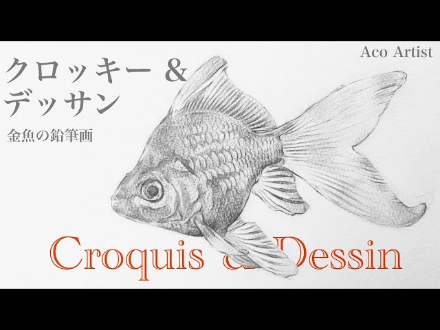 メイキング】金魚のクロッキー＆デッサン／鉛筆画 - YouTube