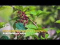 Mejoramiento Genético y Genotipos Avanzados de Mora - TvAgro por Juan Gonzalo Angel