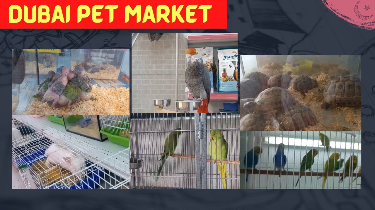 Al Warsan Pet Market Dubai UAE Bird Shopping Video Pakistani Family