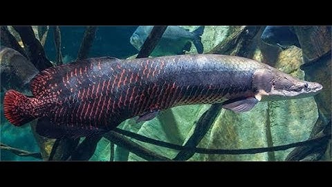 Đàn cá Hải Tượng Long khổng lồ dài 2m trị giá tiền tỷ của đại gia Miền Tây