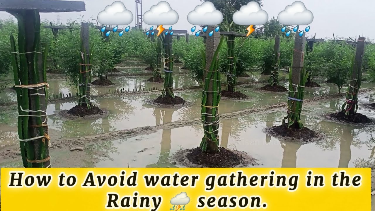 How to care your Dragon Fruit Plants in Rainy Season|Precautions in Monsoon|