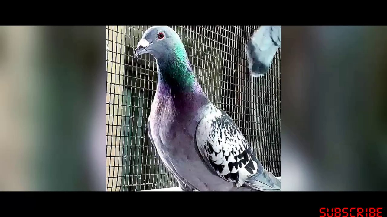 Warna Merpati Pos Racing Dominan Juara Zk dan Blue Bar (Bb) - YouTube