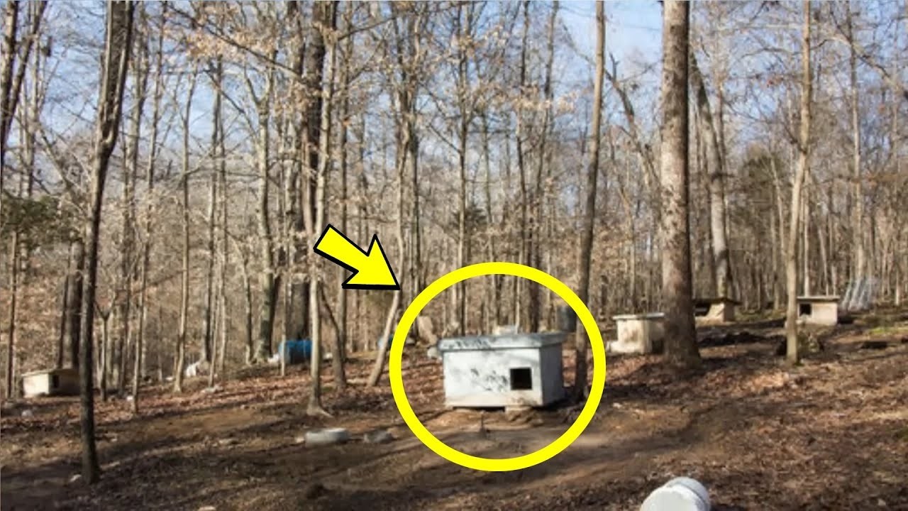 Человек сообщил полиции о месте в лесу. Люди не могли поверить в увиденное!