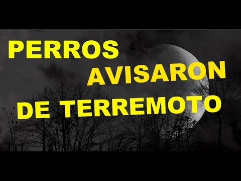 Video: Curioso Incidente De Los Perros Del Terremoto De China En La Noche