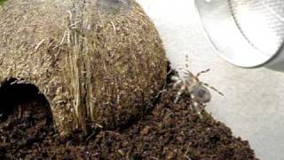 Brazilian Black And White Nhando Coloratovillosus Slings Part 2