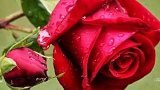 Gülden Karaböcek- Ben Olmaliydim