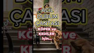 Evcil Hayvanlar Için Acil Durum Çantası Hazırlamak Resimi