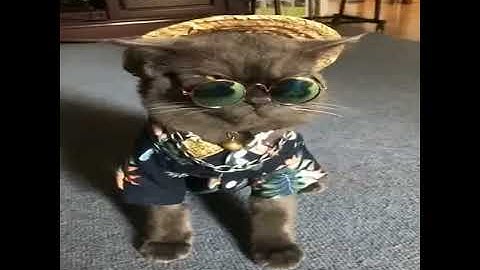 cười tét rún với pet